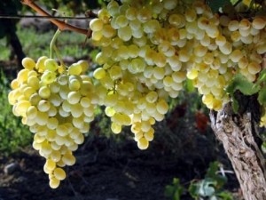 vinograd-moldova