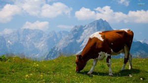 Animals___Pets____The_cow_in_the_Alpine_field_069326_